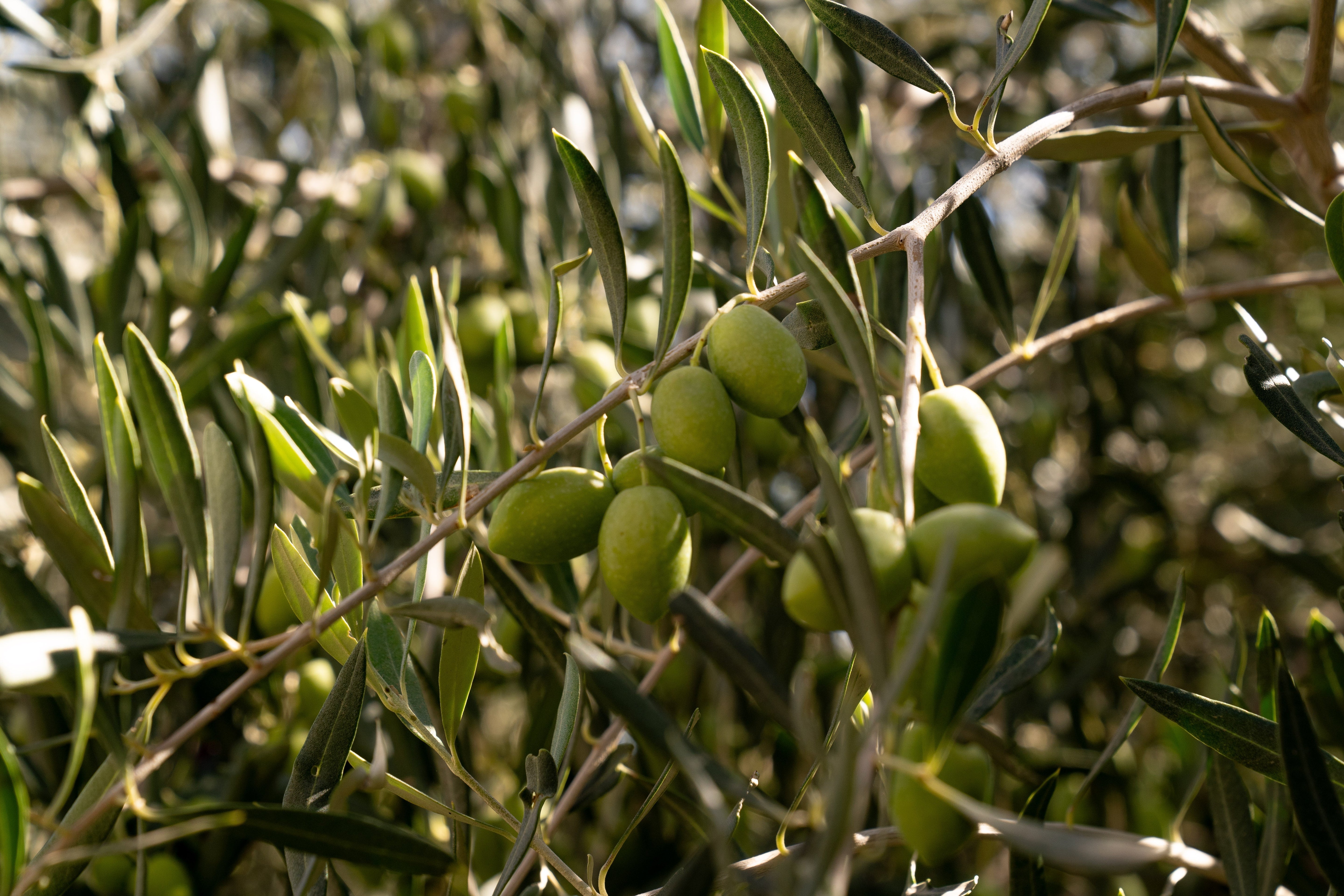La trampa de la perfección: por qué los mejores hábitos de salud no requieren fuerza de voluntad