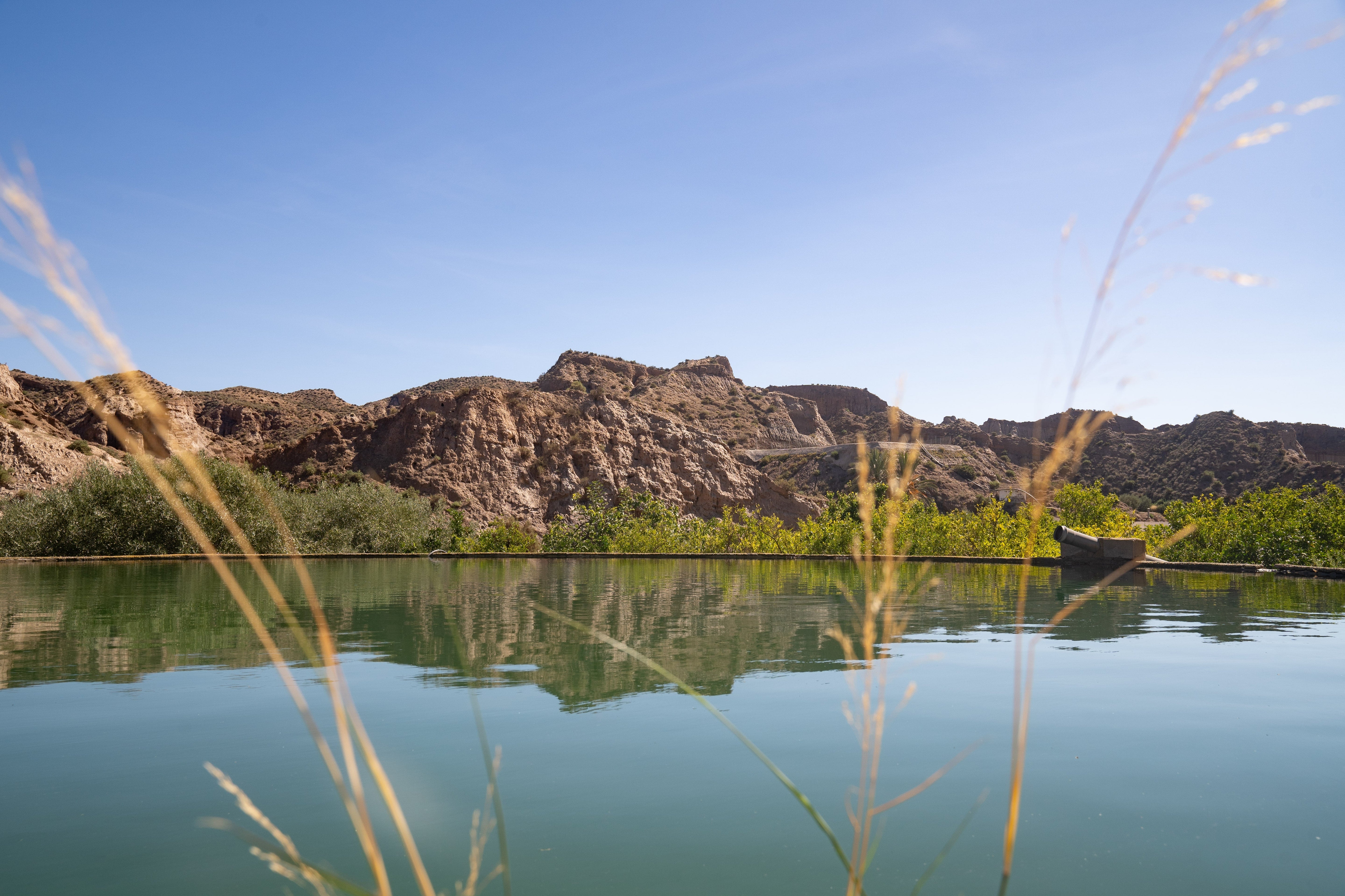 Espirulina española vs importada: agua, procesado y pureza